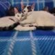 Kittens for sale