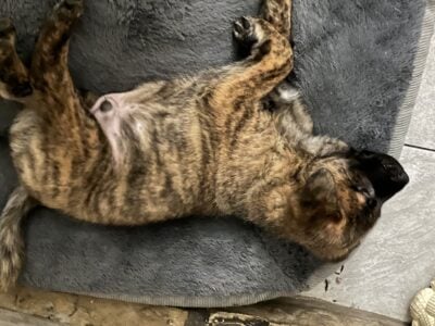 Pup For Sale