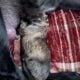 Daniff puppies