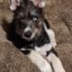 Dog mixed husky/Schnauzer 1 male, 1 female