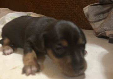 Miniature Pinscher and jack russell terrier