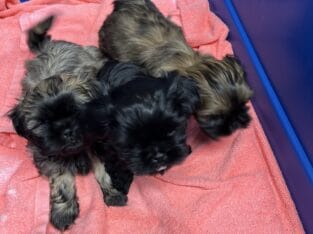 Shihtzu puppies