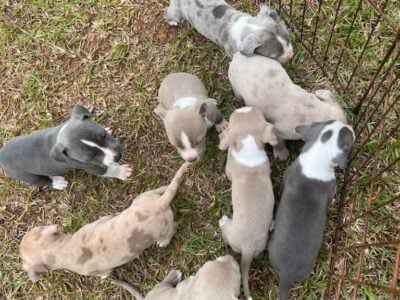 American bully pups