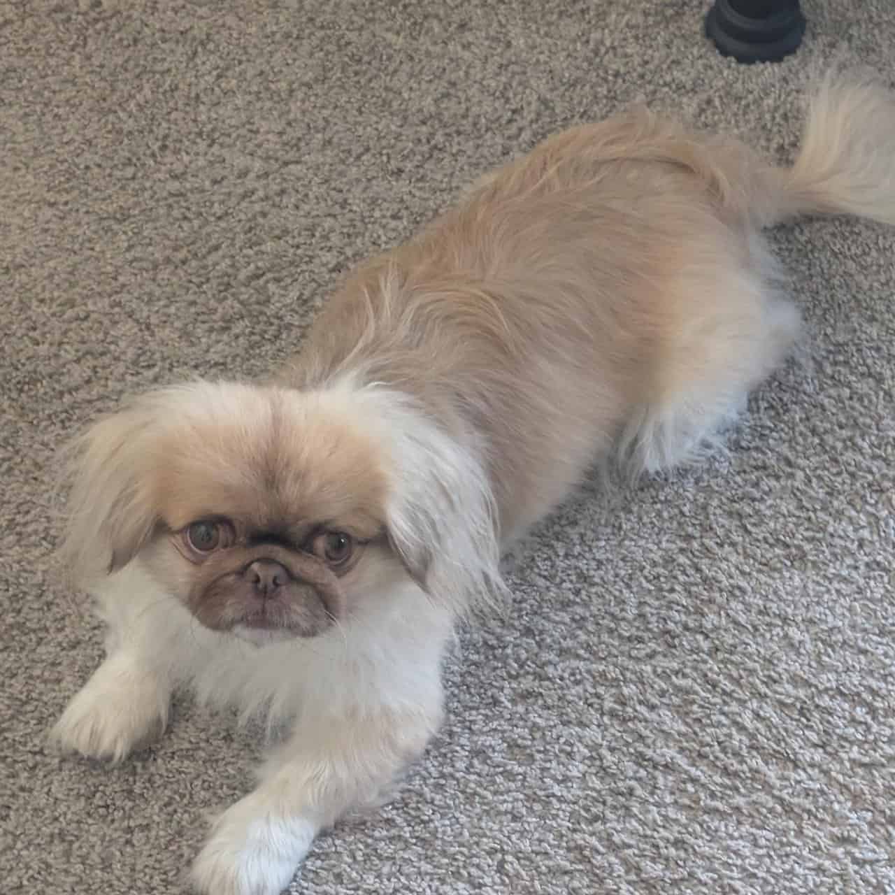 Looking for male Pekingese | PetClassifieds.com