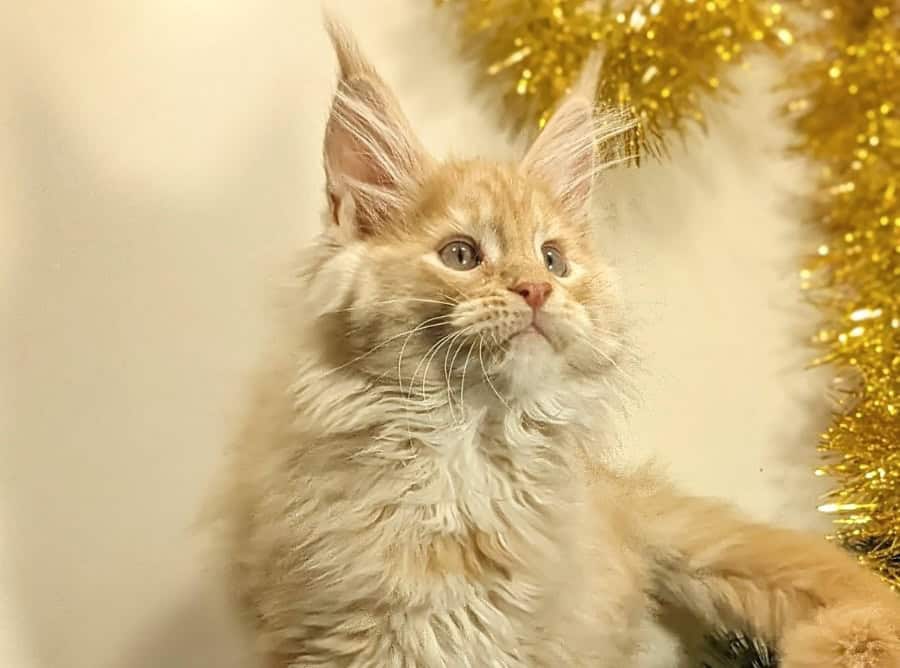 Kiss Maine Coon Male, Red Silver Tabby 