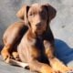 Doberman puppy
