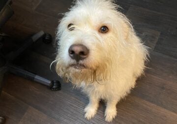 Rehome Max
