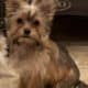 For sale Yorkie