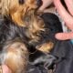 Yorkie