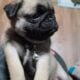 8wk old pug puppies