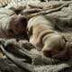 full bred Shar-Pei white puppies