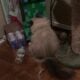 Fluffy Purebred Persian Cat