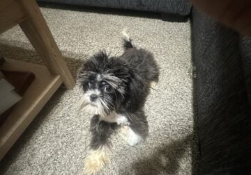 Puppy shih tzus for sale