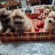 Pomeranium puppies