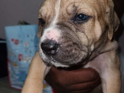 CANE CORSO PUPPIES. CHRISTMAS SPECIAL!!!!!