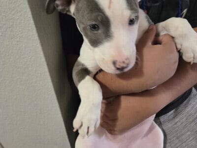 Puppies need rehoming
