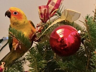 Sun Conure Mature Male Needed