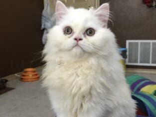Persian kittens