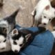 AKC Siberian Husky Puppy males and females