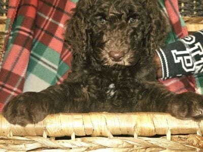Goldendoodle Puppies for Sale