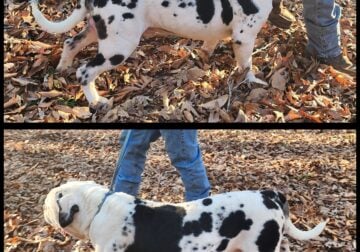 Alapaha Blue Blood Bulldogs