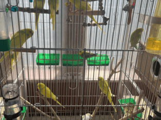 Selling parakeets