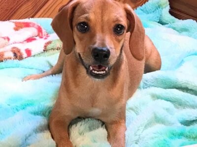 Bambi, Queen Elizabeth Pocket Beagle