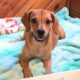 Bambi, Queen Elizabeth Pocket Beagle