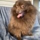 Teacup Pomeranians