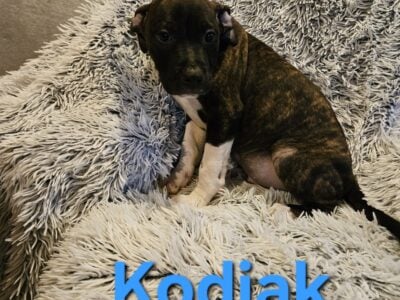 Mixed Pitbull Puppies