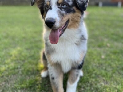 1 Yr Old Australian Shepherd Seeking a Loving Home