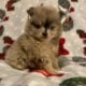 Teacup Pomeranians