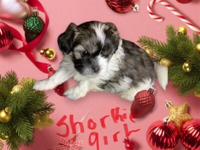 Shorkies/shih zu-yorkie