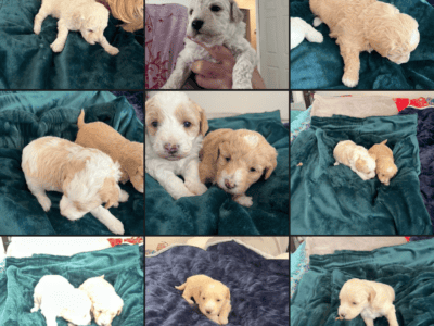 Miniature Labradoodles