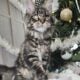 Maine Coon boy for show or family