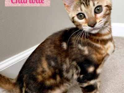 Brown Marbled Female Bengal Kitten