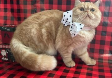 Gorgeous Persians & Exotic Kittens Cats