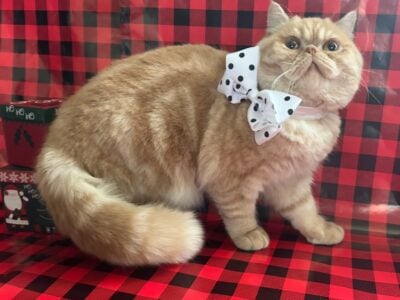 Gorgeous Persians & Exotic Kittens Cats