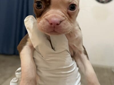 Boston Terrier Puppies
