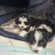 Miniature aussiedoodles