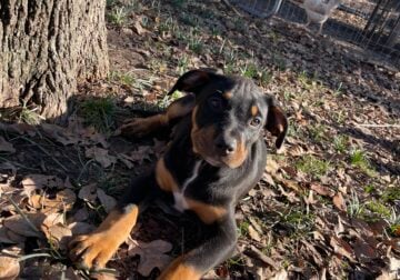Pitbull x Doberman pups looking for good home