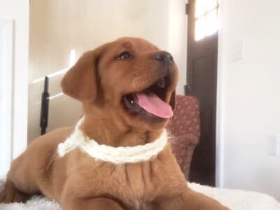 Red Labrador puppy Taffy