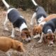 PUREBRED BEAGLE PUPPIES 6.5 – 7.5 months old