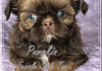 Shih Tzu -Tiny Female – Parents AKC & DNA Tested