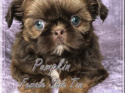 Shih Tzu -Tiny Female – Parents AKC & DNA Tested