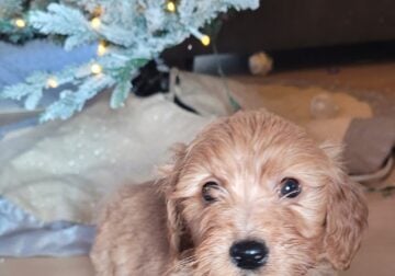 Mini male goldendoodle