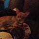 TeaCup Chihuahua