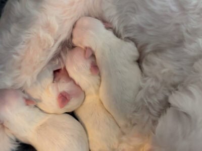 Maltese Puppies