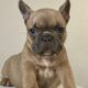 Blue Fawn French Bulldog Female
