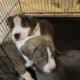 Staffordshire terrier puppies